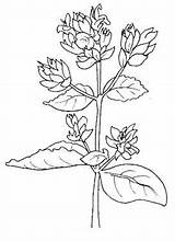 Oregano Coloring Pages Flowers Coloringpagesforadult Flower Adult sketch template