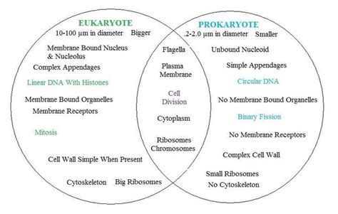 prokaryotes  eukaryotes venn diagram