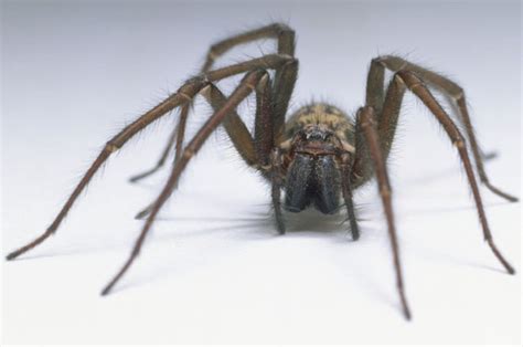 millions of giant sex crazed spiders invading british