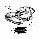 Cozza Annata Frutti Incisi Ostrica Schizzo Disegnata Mussel Epine Transferred sketch template