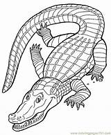 Coloring Crocodile Pages Amphibians Aligator Online Printable Reptiles Color sketch template