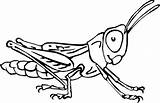 Coloring Insect Pages Grasshopper Kids sketch template