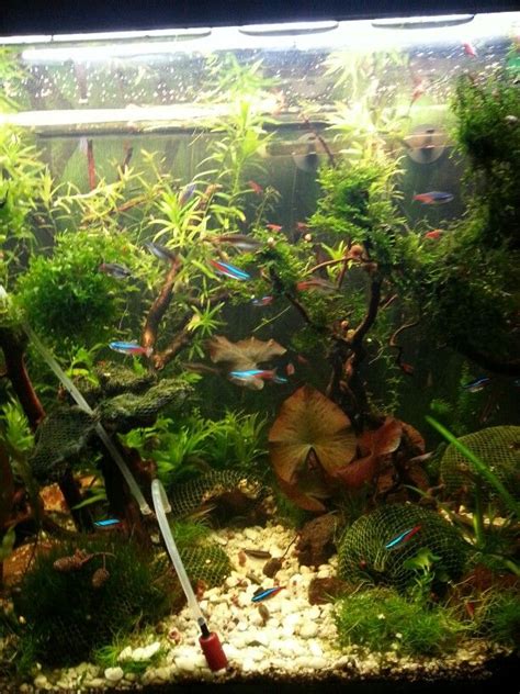 aquascape plants fish tank