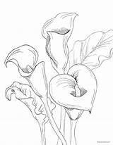 Calla Coloring Lilies Printable Details sketch template