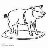Coloring Pig Hungry Little Pages Realistic Supercoloring Printable Color sketch template