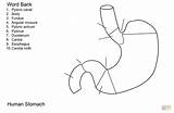 Coloring Pages Stomach Human Worksheet Printable Drawing Puzzle sketch template