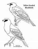 Coloring Blackbird Headed sketch template