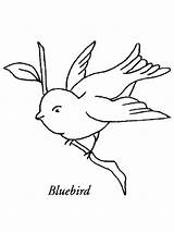 Bluebird sketch template