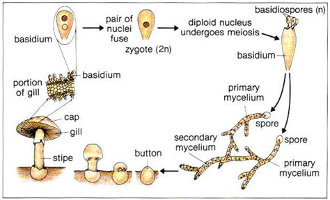 life cycle of a mushroom showing the cute button stages learn biology stuffed mushrooms