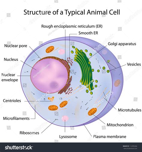 typical cell labeled stock photo  shutterstock