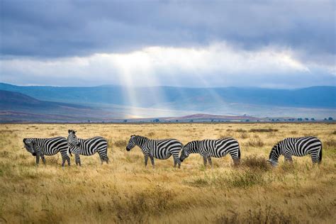 zebra grazing  grass field  stock photo