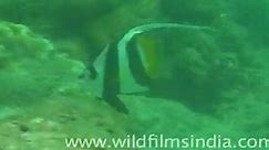 Banner Fish in Andaman