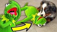 Kermit the Frog Meets Kermit the Dog! (New Puppy)