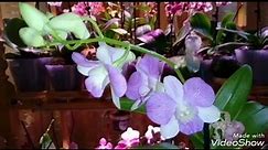 Dendrobium SA - NOOK | Новинка | ПЕРЕСАДКА орхидеи