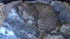 Koci poród - Kitten birth
