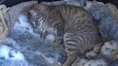Koci poród - Kitten birth
