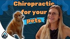 What Is Dog Chiropractic? - Lifespring Chiropractic, Austin TX