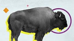 Buffalo vs. Bison