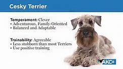 Cesky Terrier | Meet the Breeds
