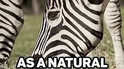 Zebra Stripes Explained