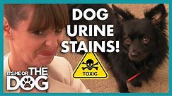 Victoria Shows Family how Infested their Home Really Is😬 | It’s Me or The Dog