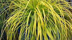 Everillo Carex | Online PlantsbyMail.com - Southern Living