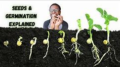 What is Seed Germination? Seeds and Germination Explained!!