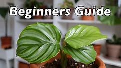 Calathea Orbifolia Care Guide For Beginners - Goeppertia Orbifolia Tips