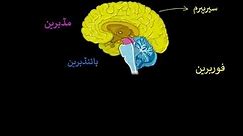 Brain Parts & functions Fore, mid & hind | Control & Coordination | Biology | Khan Academy Urdu
