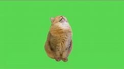 Sleeping Cat Meme | Green Screen