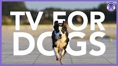 TV For Dogs: Interactive Dog TV | 7 Hours of Entertainment
