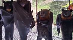 Hanging bats filmed upside-down look like a Goth nightclub HD