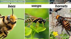Hornets, Wasps and Bees | Differences & Characteristics