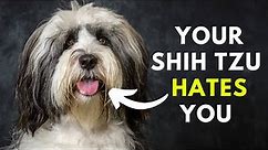 15 Sure Signs Your Shih Tzu Hates You But You Don't Know