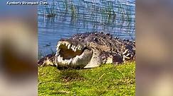 Meet Croczilla, The Largest Crocodile In Florida's Everglades