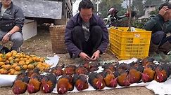 FULL VIDEO : Zon sells wild chickens, vang hoa, king kong amazon