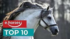 Top 10 Andalusian horses