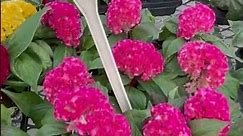 Different types of Celosia for your garden - Celebrate the Year of the Celosia