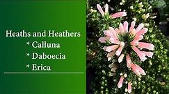 Heaths and Heathers - Calluna, Daboecia and Erica