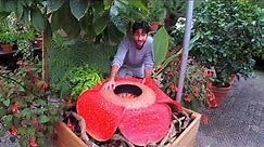 Facebook LIVE: The world's largest flower Rafflesia