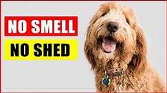 Top 14 Dog Breeds That Don't Shed or Smell