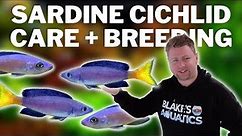 Cyprichromis Leptosoma / Sardine Cichlid Care and Breeding Guide