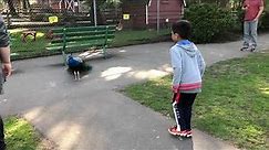 Peacock opening feathers - captured every moment of it