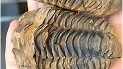 Trilobites shimmer calymene. De arriba para abajo: $940, $990 y $840 mxn. En el video no se nota mucho, pero tiene brillos bajo el sol. | Minerales Rey Marqués