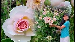 My Garden Diary | Roses in my garden: David Austin 'Emily Brönte'