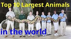 Top 10 Biggest Animals in the World *Curiosities from around the Universe
