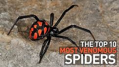 Top 10 Most Venomous and Deadly Spiders in the World