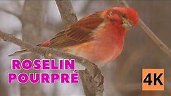 Roselin Pourpré Le Magnifique - Ce que vous devez savoir - Chant et cri 4K / Aventure Oiseaux Nature