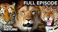 Battle of the Big Cats: Lion, Leopard, Cheetah | Wild 24 Ep301
