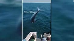 See moment shark jumps onto fishing boat in Maine